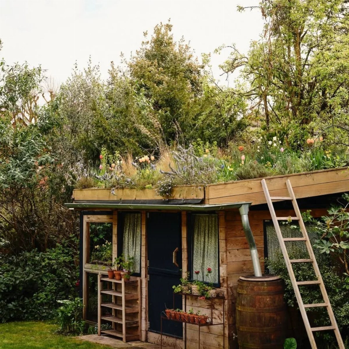 Wooden garden shed with a lush green roof covered in various plants and grasses.