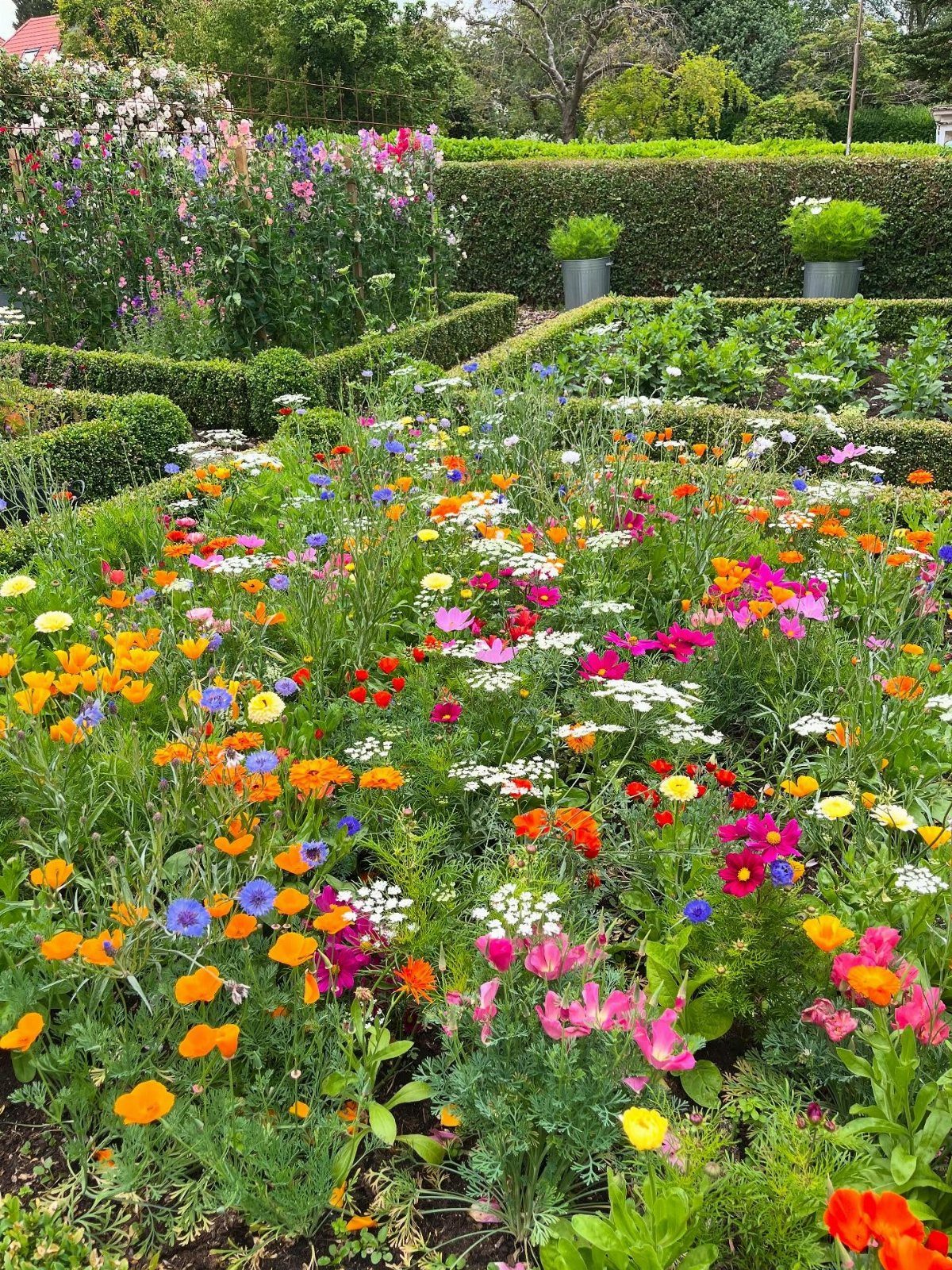 Colorful wildflowers such as cosmos in various hues bloom within a manicured garden bed.