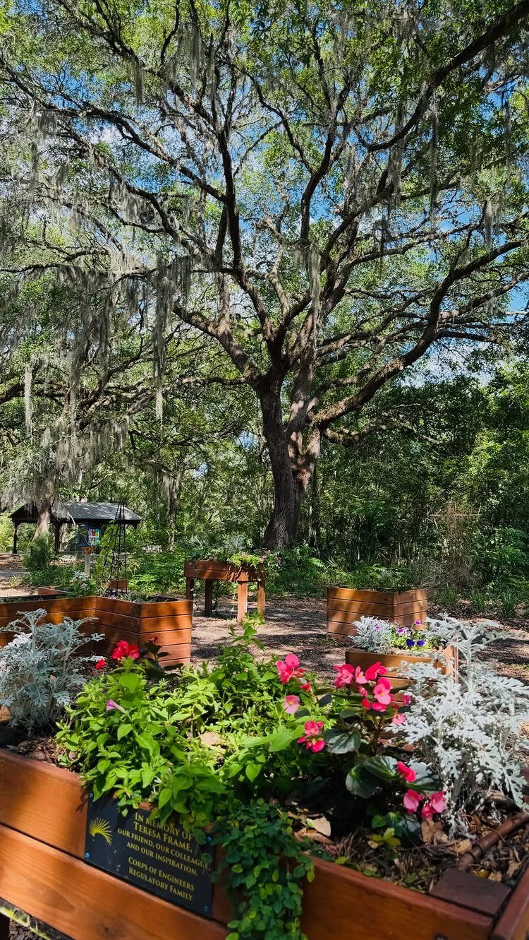 Flowering plants in wooden raised garden beds beneath a large mossy oak tree.
