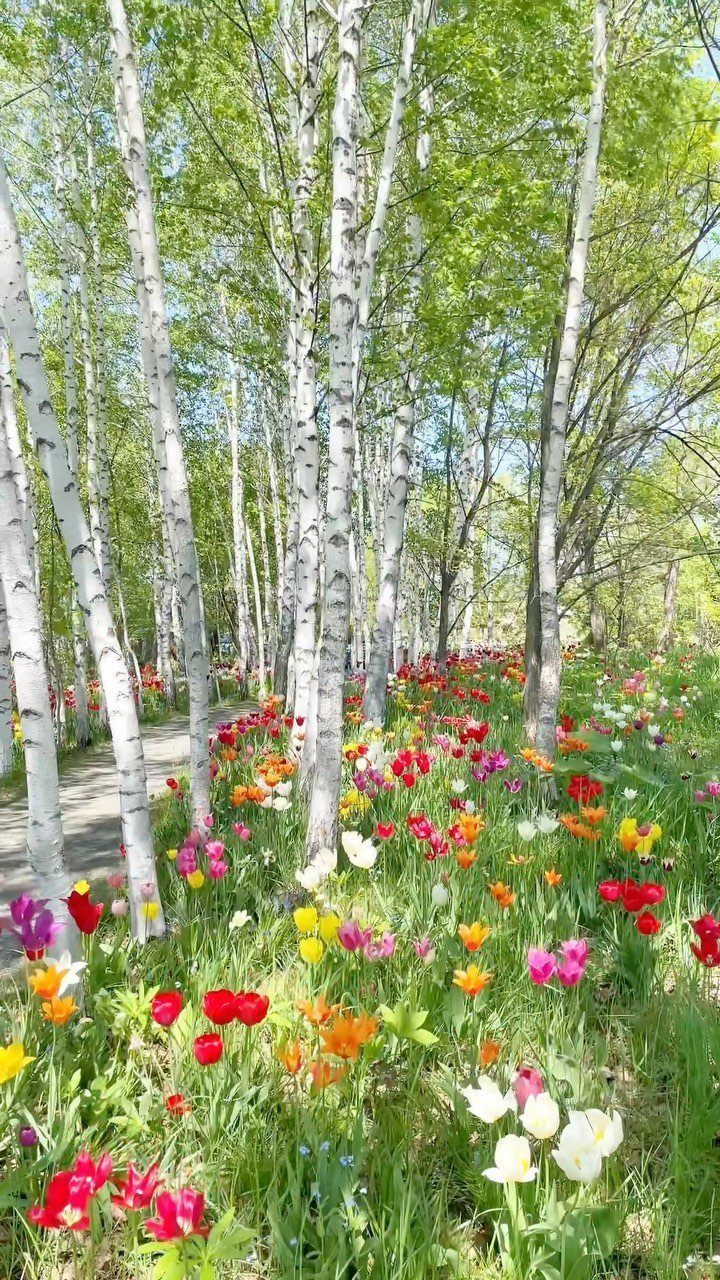 White birch trees overlooking a vibrant field of colorful blooming tulips in a garden.